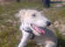 6 month old greyhound cross