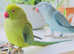 Stunning talking young Indian ringnick parrot