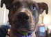Boxer cross Swiss shepherd