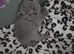4 x male British Shorthair Kittens to view with Mom and Dad