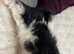 shih tzu puppies
