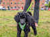 Fully vaccinated mini poodles ready for new homes!