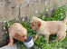 Beautiful chunky golden retrievers for sale