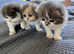 Scottish fold Tica kittens