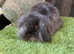 Baby mini lion lop rabbits *READY NOW*