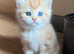 GCCF Registered British Shorthair Chocolate Golden Odd Eyes Male