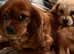 1 Cavachon Boy looking for home