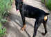 Doberman Female