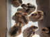 Crested Cream Legbar Hens - Day Old Chicks - Gaurenteed Girls