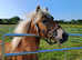 Pure Bred Haflinger Gelding