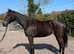 Genuine Mare RoR eligible
