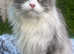 Beautiful Maine Coon Girl | Ready to be adopted