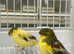 Large selection of finches and Canary