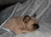 Frenchie cross border terrier male