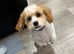 Boy cavachons