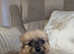 Pomchi puppys