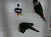 Lovely conures for sale