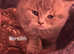 Beautiful British shorthair kittens