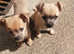 2 male puppies left out of a litter of 5