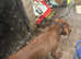 Male 9 month old German shorthaired pointer Pup