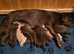 KC registered top quality chocolate labrador puppies left