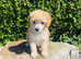 Toy Poodle Puppy.