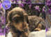 Choc Tan Wirehair Dachshund Stud Service