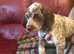 Re-available one pup - Braque Du Bourbonnais, rare breed, fantastic litter
