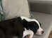 15 week old staffy