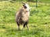 Shetland ram and soay ewe