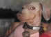 Dark choclate minature dachshund puppy female