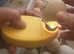 Gold Partridge Brahma Hatching Eggs x 6