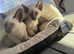 Siamese kittens - girls