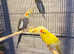 Stunning baby Kakriki parrot