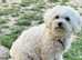 Zuchon ( teddybear) Puppies for Sale