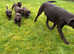 Chunky chocolate health tested hip/elbow scored Labrador puppies