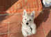 West highland Scottish terrier white