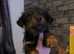 1 boy jag terrier pup for sale