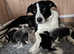 Border Collie Puppies