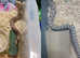 3 x western hognose snakes