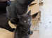 Adorable black tabby kittens looking for forever homes!