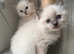 Cutest Fluffiest Pedigree Ragdoll Kittens