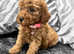 ** DEEP RED TOY COCKAPOO PUPPIES** BBA PRA CLEAR