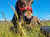 Rising 4 year old gelding