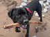 Male 2 year old cane corso x staffy