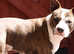 STAFFY x  PLUMMER TERRIER