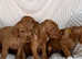 Hungarian WIREHAIRED vizsla pup 8 weeks old