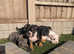 American pocket bully puppies