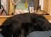 Black German shepherd looking for a now home