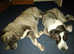 my beuutiful kangal just  had 10 more pups